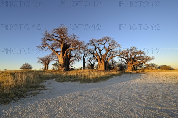 Baines Baobabs, baobab or baobab trees (Adansonia digitata), Kudiakam Pan, Nxai Pan National Park, near Gweta, Central District, Botswana