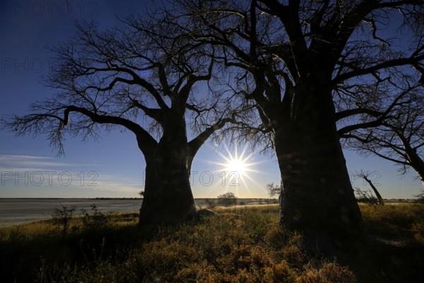 Baines Baobabs, baobab or baobab trees (Adansonia digitata) in the last daylight, Kudiakam Pan, Nxai Pan National Park, near Gweta, Central District, Botswana
