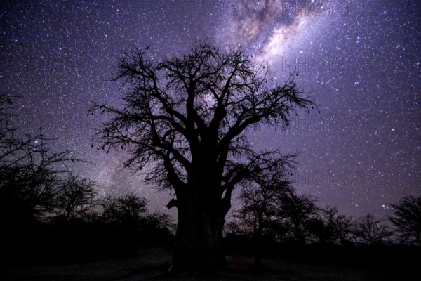 Starry sky above a baobab or baobab tree (Adansonia digitata), Kudiakam Pan, Nxai Pan National Park, near Gweta, Central District, Botswana