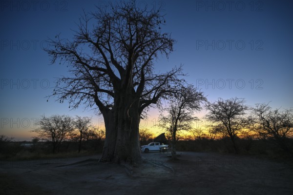 Camping vehicle under a baobab tree (Adansonia digitata), Kudiakam Pan, Nxai Pan National Park, near Gweta, Central District, Botswana