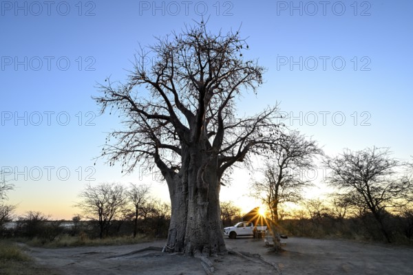 Sunrise behind a baobab or baobab tree (Adansonia digitata) on the edge of the Kudiakam Pan, Nxai Pan National Park, near Gweta, Central District, Botswana