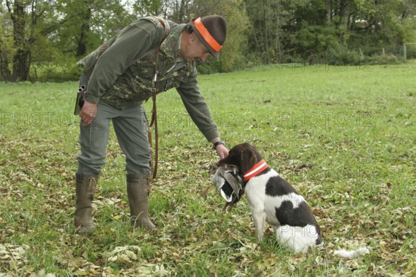 Hunting dog Small Munsterlander retrieves and hands over shot mallard drake (Anas platyrhynchos) to hunter, Allgäu, Bavaria, Germany, Allgäu, Bavaria, Germany
