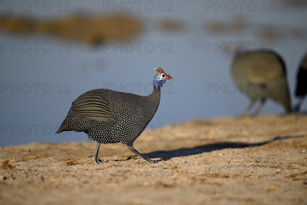 Helmeted guinea fowl (Numida meleagris) at the Nxai Pan waterhole, Nxai Pan National Park, near Gweta, Central District, Botswana