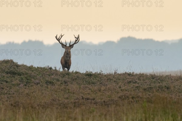 Red deer (Cervus elaphus), rut, Hoenderloo, Gelderland, Netherlands