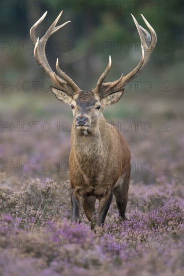 Red deer (Cervus elaphus), rut, Hoenderloo, Gelderland, Netherlands