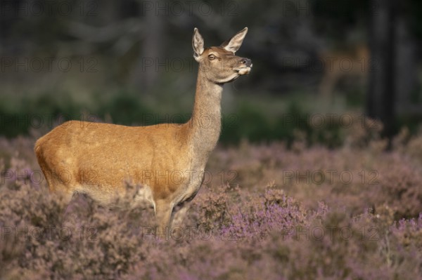 Red deer (Cervus elaphus), female, Hoenderloo, Gelderland, Netherlands