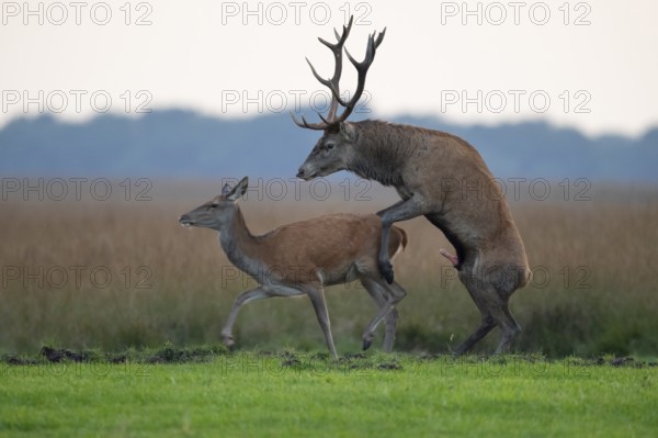 Red deer (Cervus elaphus) mating, Hoenderloo, Gelderland, Netherlands