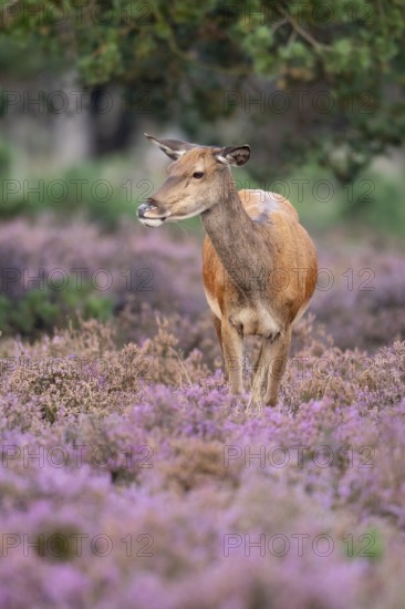 Red deer (Cervus elaphus), female, Hoenderloo, Gelderland, Netherlands
