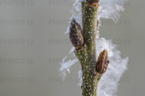 Hoarfrost on a branch with a bud, Colnrade, Lower Saxony, Germany