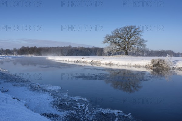 Old oak tree on the Hunte near Colnrade in winter, Bühren, Colnrade, Lower Saxony, Germany