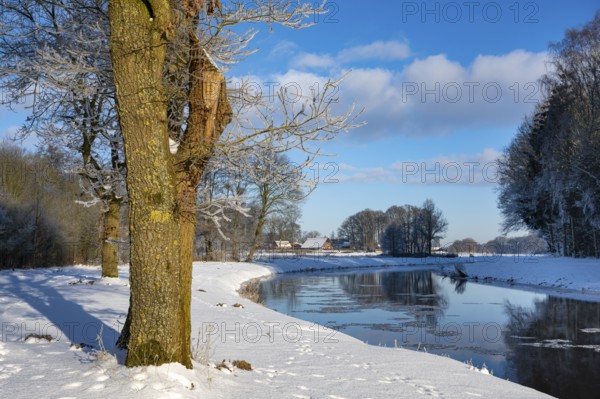 Oak tree on the Hunte near Colnrade in winter, Bühren, Colnrade, Lower Saxony, Germany