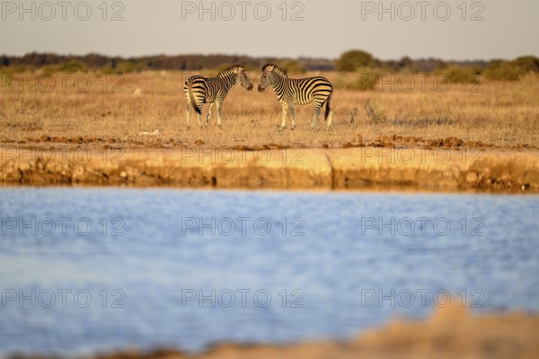 Plains zebra (Equus quagga) at the Nxai Pan waterhole, Nxai Pan National Park, near Gweta, Central District, Botswana