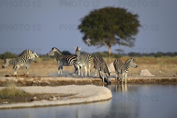 Plains zebra (Equus quagga) at the Nxai Pan waterhole, Nxai Pan National Park, near Gweta, Central District, Botswana