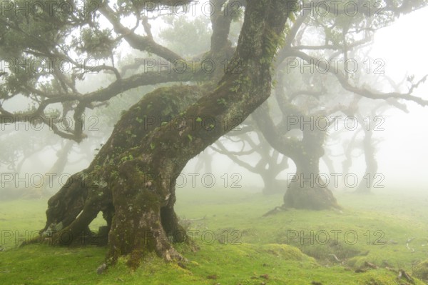 Laurel trees (Laurus nobilis) on Madeira, Fanal, Madeira, Portugal