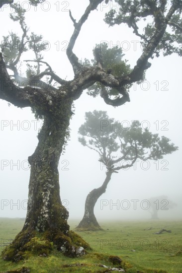 Laurel trees (Laurus nobilis) on Madeira, Fanal, Madeira, Portugal