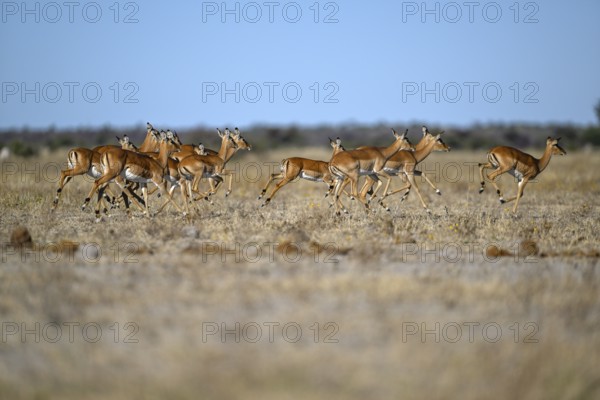 Black verse impala (Aepyceros melampus), Nxai Pan National Park, near Gweta, Central District, Botswana