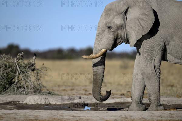 African elephant (Loxodonta africana), Nxai Pan National Park, near Gweta, Central District, Botswana