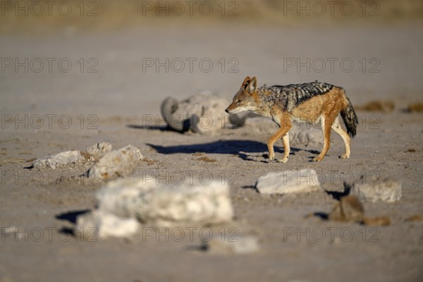 Black-backed jackal (Lupulella mesomelas), Nxai Pan National Park, near Gweta, Central District, Botswana