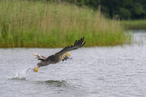 White-tailed eagle (Haliaeetus albicilla), in flight grabbing its prey, Mecklenburg-Western Pomerania, Germany