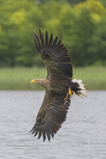 White-tailed eagle (Haliaeetus albicilla), in flight over a landscape of reeds and lakes with prey in its talons, Mecklenburg-Western Pomerania, Germany