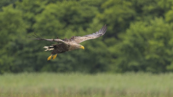 White-tailed eagle (Haliaeetus albicilla), in flight over a landscape of reeds and lakes, Mecklenburg-Western Pomerania, Germany
