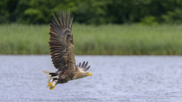 White-tailed eagle (Haliaeetus albicilla), in flight over a landscape of reeds and lakes with prey in its talons, Mecklenburg-Western Pomerania, Germany