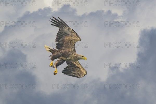 White-tailed eagle (Haliaeetus albicilla), in flight in front of thunderclouds, Mecklenburg-Western Pomerania, Germany