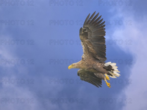 White-tailed eagle (Haliaeetus albicilla), in flight against a blue sky with clouds, Mecklenburg-Western Pomerania, Germany