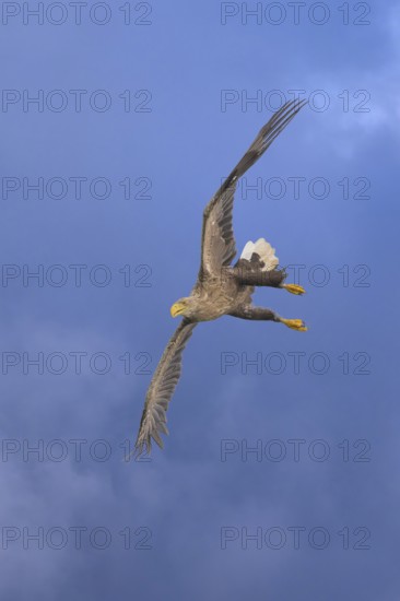 White-tailed eagle (Haliaeetus albicilla), in flight against a blue sky with clouds, Mecklenburg-Western Pomerania, Germany