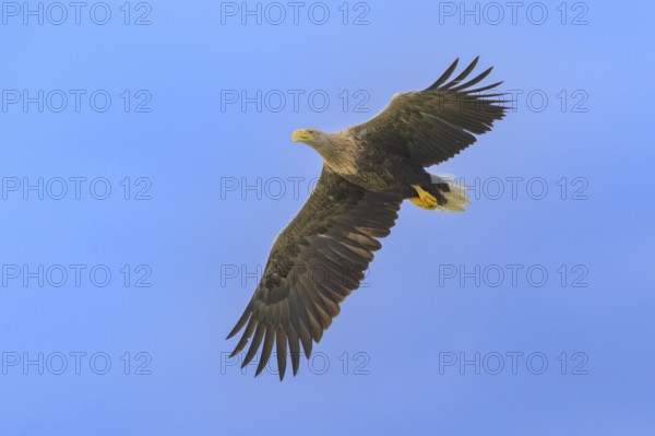 White-tailed eagle (Haliaeetus albicilla), in flight against a blue sky, Mecklenburg-Western Pomerania, Germany