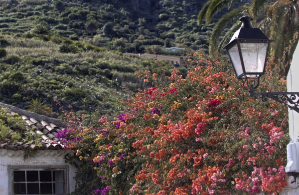 Sprawling colourful Bouganvillea (Bouganvillea) next to a white house with a lantern, surrounded by green hills, Icod de los Vinos Tenerife