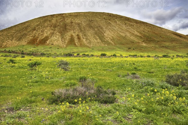 Green hill with yellow blooming wildflowers under a cloudy sky in spring mood, Yaiza Lanzarote