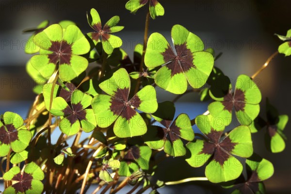 Four-leaf clover, symbol of luck, Germany