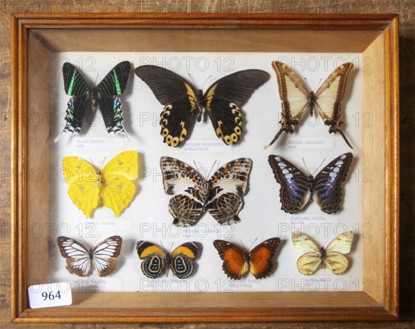Framed display of tropical butterflies on sale at auction identified by Latin names and origin, UK