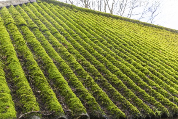 Moss growth on corrugated iron roof indicative of dampness, Wiltshire, England, UK