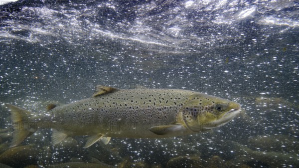 Swimming salmon (Salmo salar) under water, Laerdalsoyri, Norway