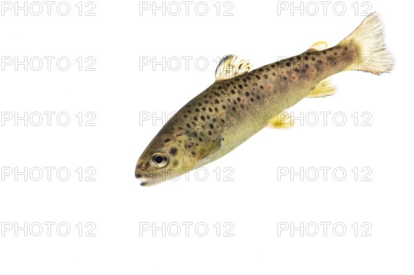 Brown trout (Salmo trutta fario), Fish, Freisteller, Vechta, Lower Saxony, Germany