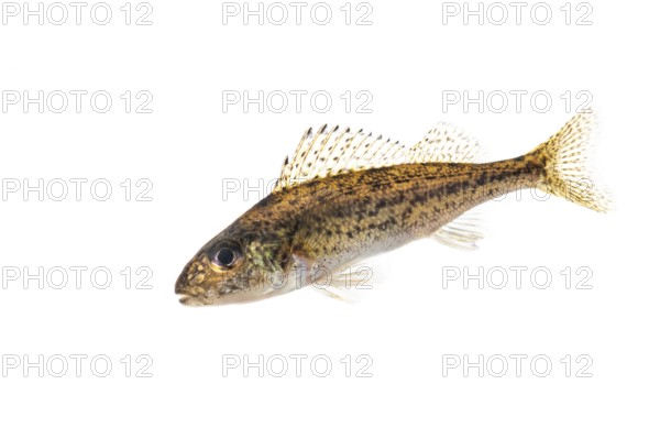 Ruffe (Gymnocephalus cernua), fish, free-ranging, Vechta, Lower Saxony, Germany