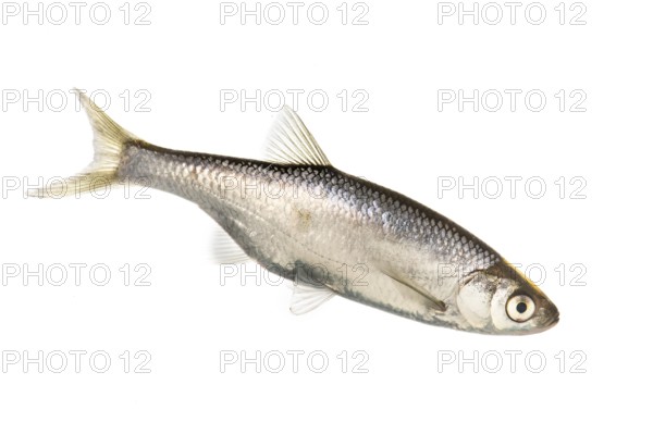 Hazel (Leuciscus leuciscus), fish, cut-out, Vechta, Lower Saxony, Germany