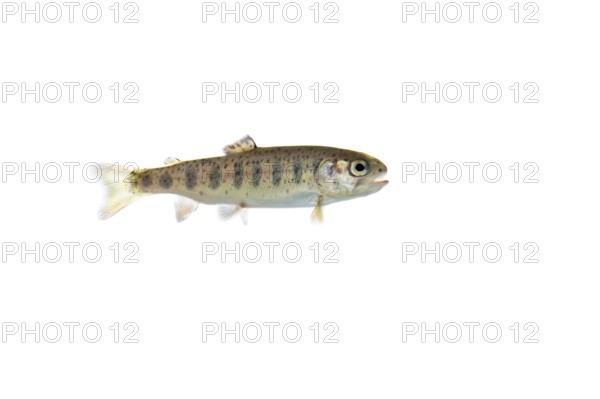 Rainbow trout (Oncorhynchus mykiss), fish, cut-out, Vechta, Lower Saxony, Germany