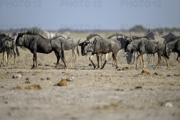 Blue wildebeest (Connochaetes taurinus) at the Nxai Pan waterhole, Nxai Pan National Park, near Gweta, Central District, Botswana