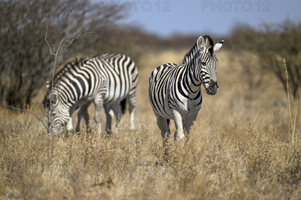 Plains zebra (Equus quagga), Nxai Pan National Park, near Gweta, Central District, Botswana