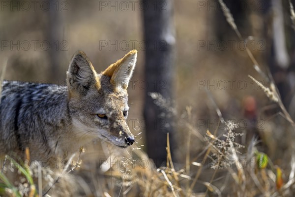 Black-backed jackal (Lupulella mesomelas), portrait, Nxai Pan National Park, near Gweta, Central District, Botswana