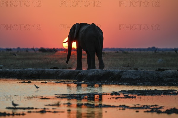 African elephant (Loxodonta africana), blue hour at Nxai Pan waterhole, sunset, Nxai Pan National Park, near Gweta, Central District, Botswana