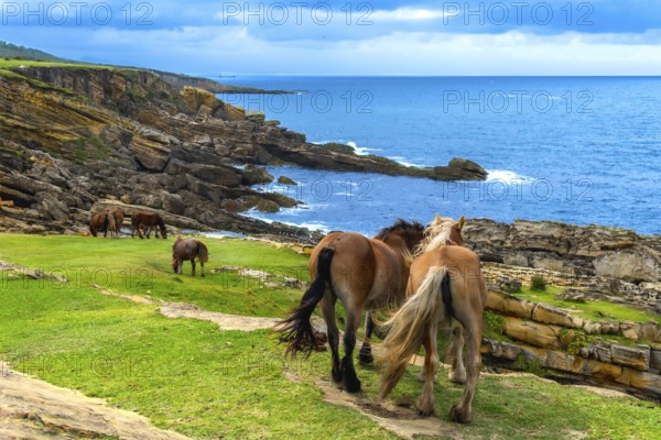 Wild horses are grazing on a green grassy pasture along a dramatic, rocky coastline with an expansive blue ocean under a partly cloudy sky, showing freedom and natural beauty