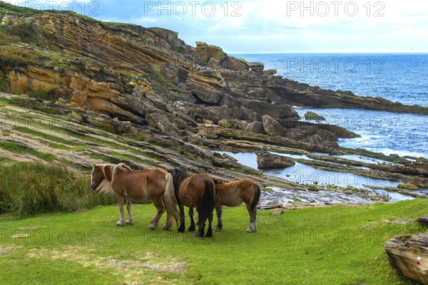 Wild horses are grazing on a vibrant green pasture overlooking the rugged jaizkibel coast, with dramatic rock formations meeting the deep blue atlantic ocean under a bright sky