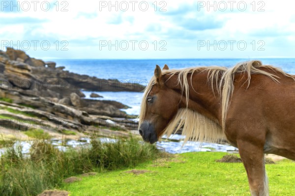 Brown horse standing peacefully on vibrant green grass with a rocky coastline and a bright blue ocean under a partly cloudy sky, showing natural beauty