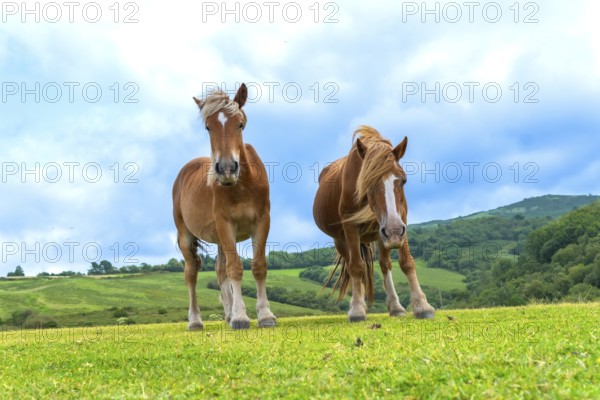 Two brown horses with light manes standing in a vibrant green pasture on rolling hills, facing the camera under a clear blue sky, peaceful rural scene in daylight