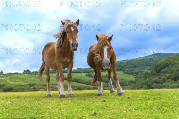 Two robust brown horses, with flowing manes and white blazes, standing prominently in a vibrant green pasture under a blue sky, capturing the essence of wild nature in the basque country mountains