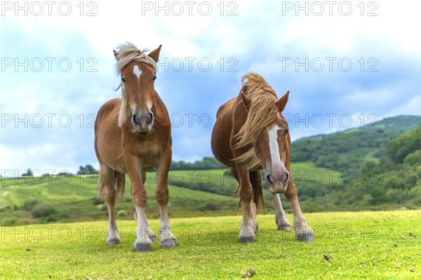 Wild horses with brown coats and blonde manes are grazing freely on the vibrant green pastures of mount jaizkibel, part of the cantabrian mountains in the basque country, under a bright blue sky